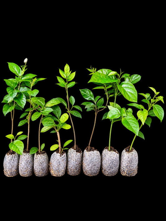 8 Flowering Plants ( 2 each from 4 varieties ) in Jiffy Super Saving Combo