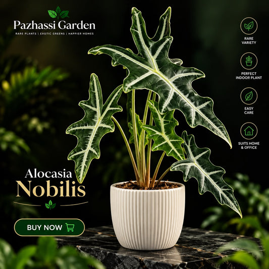 Alocasia NOBILIS sapling  in jiffy bag