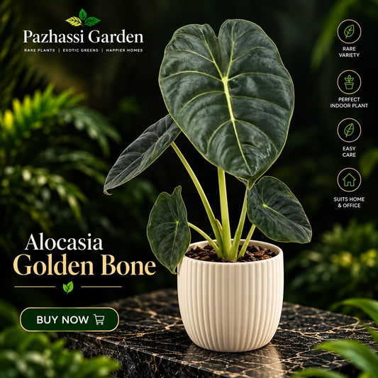 Alocasia GOLDEN BONE in jiffy bag
