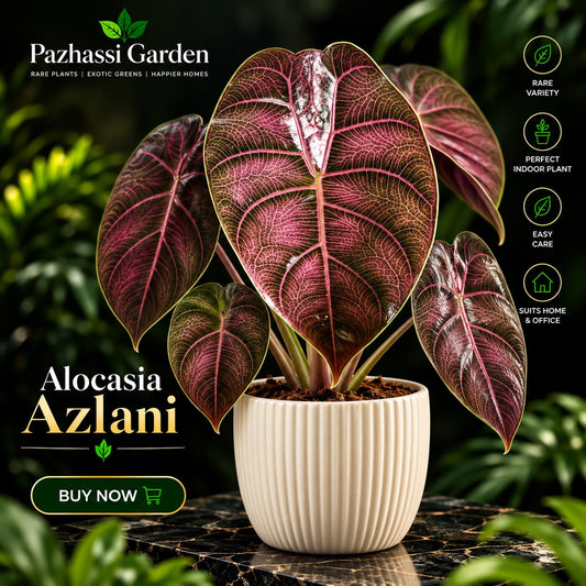 Alocasia Azlanii 10-12 cm Sapling in jiffy bag