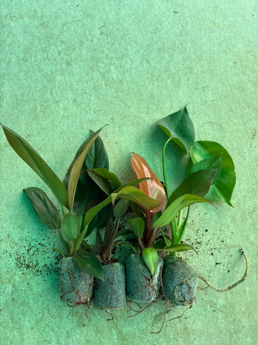 INDOOR PLANTS COMBO 4 PHILODENDRON 399/- IN JIFFY BAGS