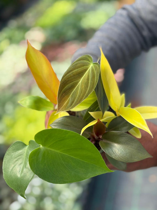 XMAS NEWYEAR COMBO 5INDOR PLANTS 490/- IN JIFFY BAGS