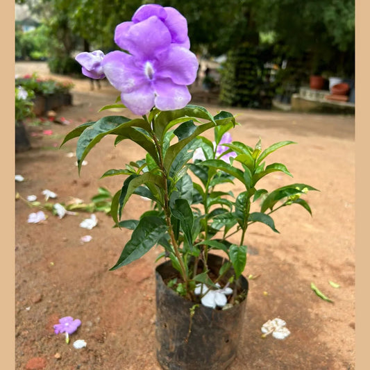 Yesterday Today Tomorrow (Brunfelsia Pauciflora) Rooted plant in poly bag