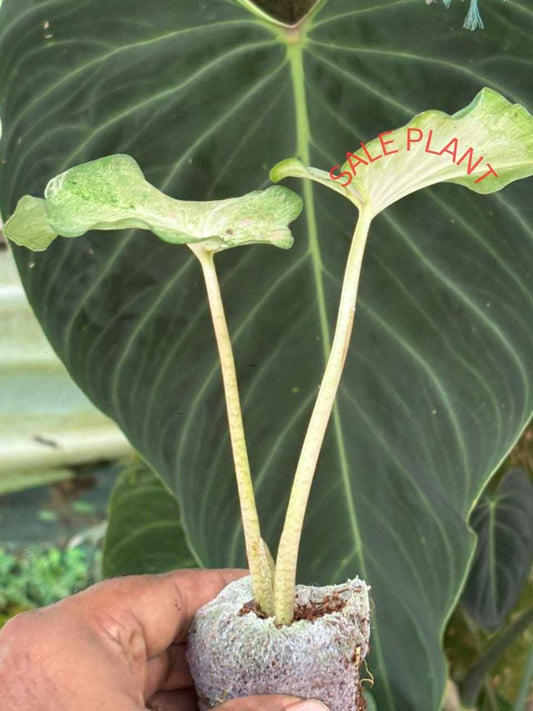 Caladium MOSCATO THAI MUTATED IN JIFFY BAG