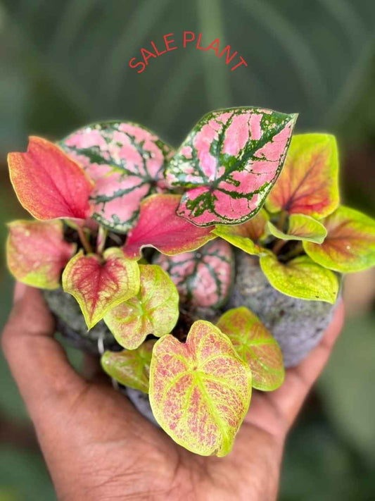 4 THAI Caladium COMBO 411 IN JIFFY BAG
