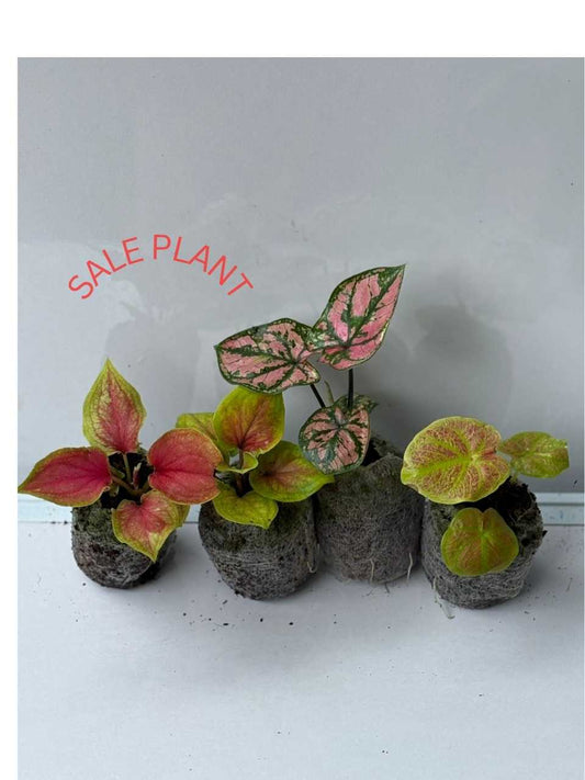 4 THAI Caladium COMBO 411 IN JIFFY BAG