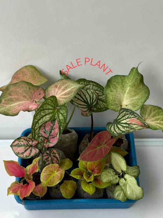 10 THAI Caladium COMBO 888/- IN JIFFY BAG