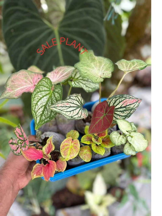 10 THAI Caladium COMBO 888/- IN JIFFY BAG