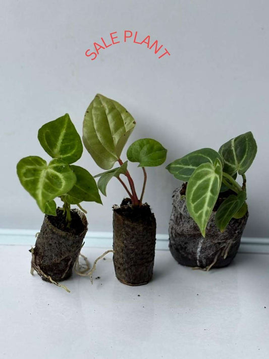 FOLIAGE ANTHURIUM COMBO 649 /- SILVAR BLUSH,DORAYAKI,LUXURIAN HYBRID  IN JIFFY BAG