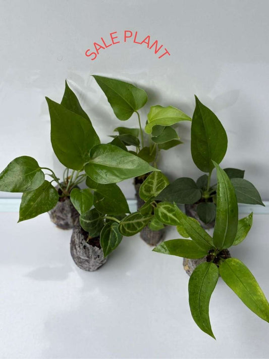 6 FOLIAGE ANTHURIUM COMBO 999 /- DORAYAKI,SILVAR BLUSH,WATER MALIESE,VITARIFOLIUM,BIGBILL,BROWNI IN JIFFY  BAG