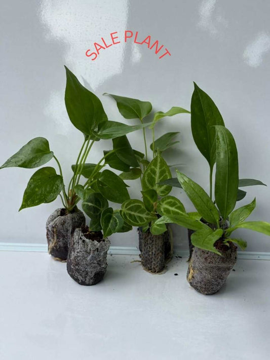 6 FOLIAGE ANTHURIUM COMBO 999 /- DORAYAKI,SILVAR BLUSH,WATER MALIESE,VITARIFOLIUM,BIGBILL,BROWNI IN JIFFY  BAG