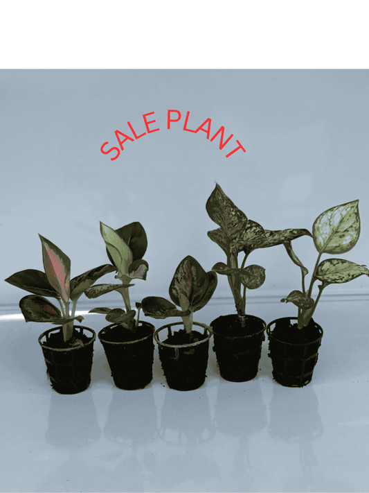 5 AGLONIMA COMBO 629/- 5-8 CM PLANTS IN  NET POT