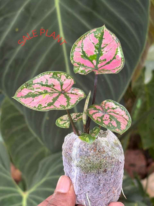 Caladium THAI PINK SPACH NEW CLONE IN JIFFY BAG