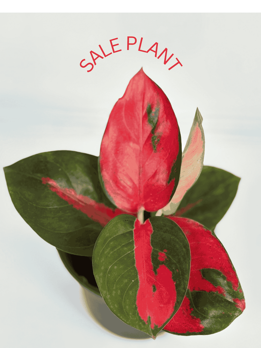AGLONEMA THAILAND RED IN 3" POT