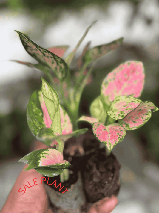 AGLONIMA COMB0 456 /-  TRICOLOR CABBAGE,BEAUTY,AUSPICIOUS RED 5-8CM IN NET POT