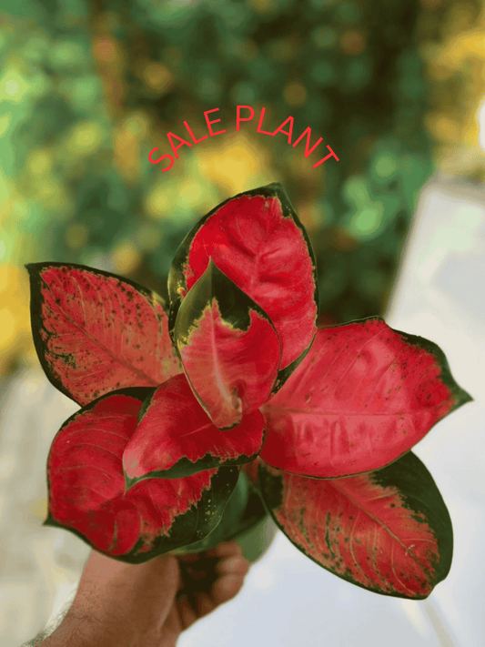 AGLONEMA RED CABBAGE 5" POT