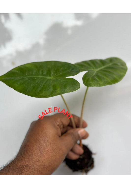 ALOCASIA PINK DRAGON IN NETPOT