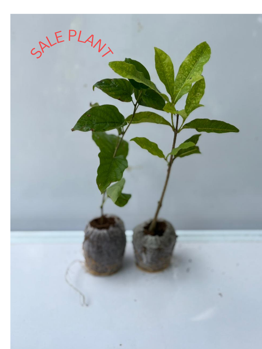 combo of 2 flowering plant 179/- , petria  white,manimulla in  jiffy bags