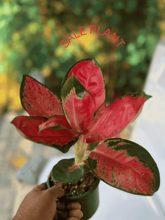 AGLONEMA RED CABBAGE 5" POT