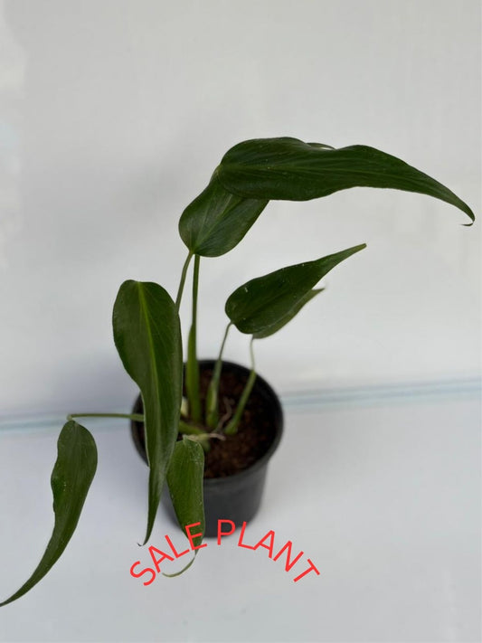 MONSTERA BURLY MAX FLAME IN POT