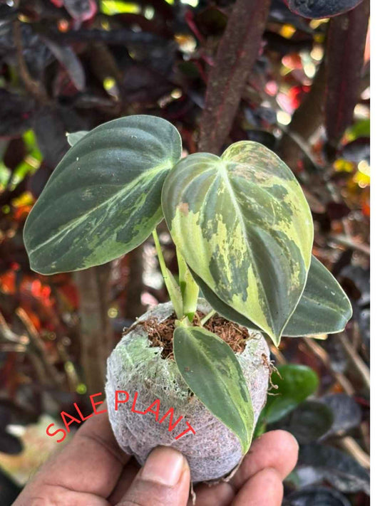 PHILODENDRON MELANOCHRYSAM VERIATED IN JIFFY BAG