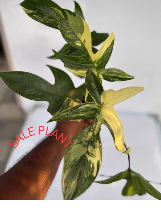 PHILODENDRON FLORIDA BUETY VERIGATED IN 3" POT