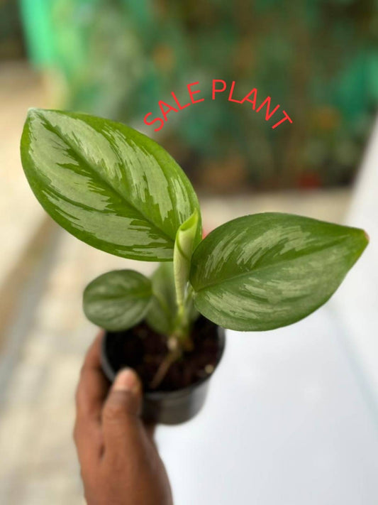 SCINDAPSUS OCCICINALIS IN 4"POT