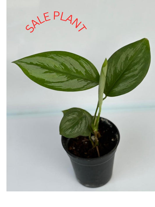SCINDAPSUS OCCICINALIS IN 4"POT