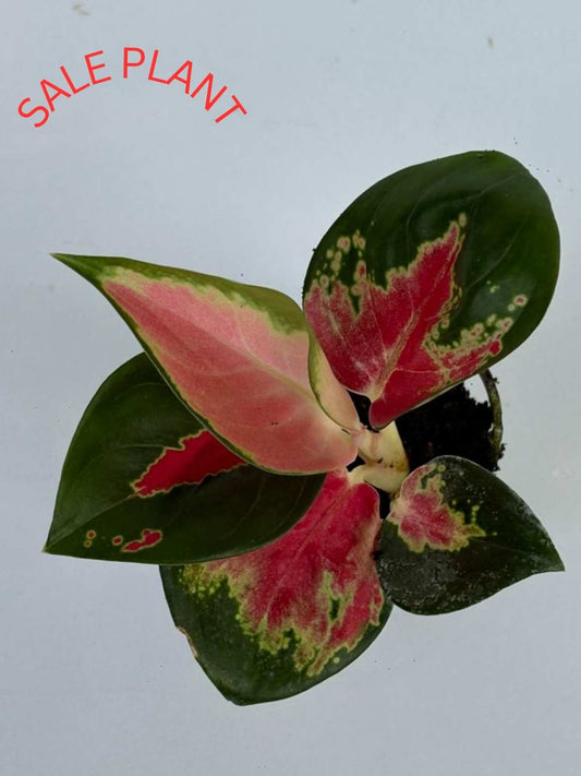 AGLONEMA THAILAND RED 5-8 CM PLANT IN NET POT