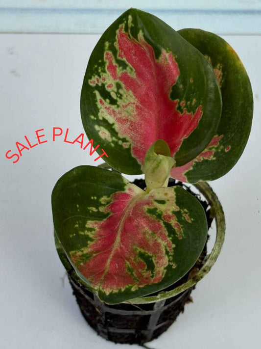 AGLONEMA RED CABBAGE 5-8 CM PLANTS IN NET POT