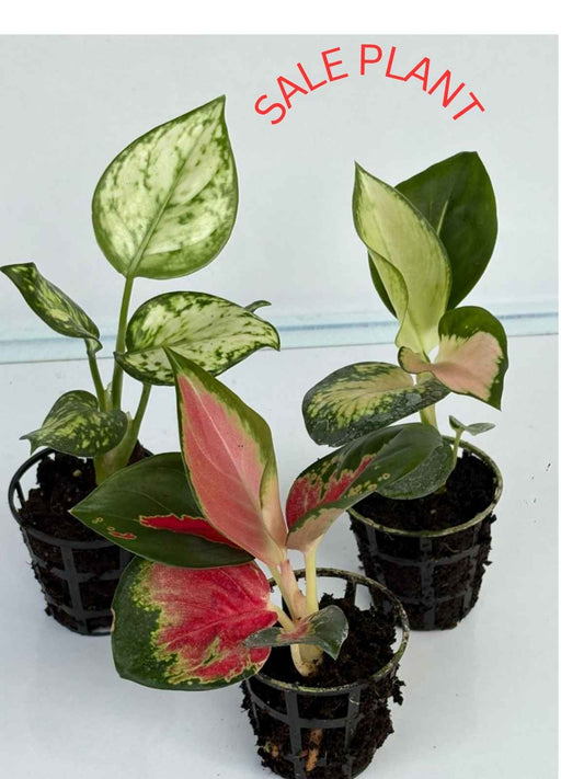 Aglaonema Combo 399 THAILAND RED , COCHIN ESCADE, SUPER WHITE  small plants in Net pot