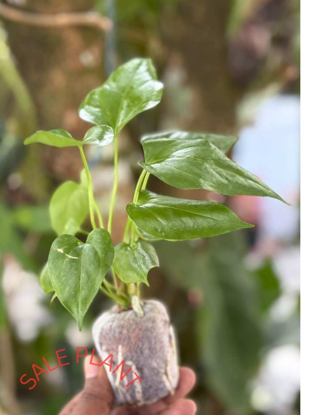 anthurium watermaliense FOLIAGE ANTHURIUM WATERMALIENSE IN JIFFY BAG – pazhassigarden