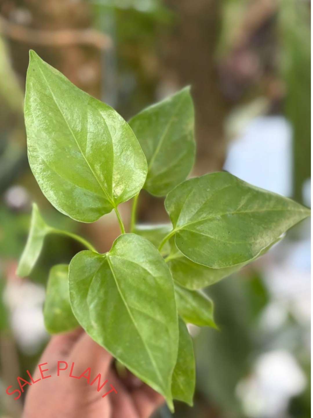 anthurium watermaliense FOLIAGE ANTHURIUM WATERMALIENSE IN JIFFY BAG – pazhassigarden