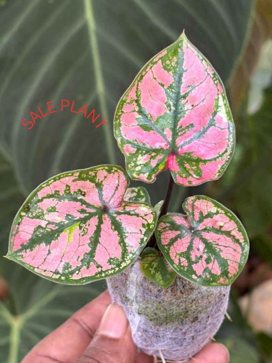 Caladium THAI PINK SPACH NEW CLONE IN JIFFY BAG