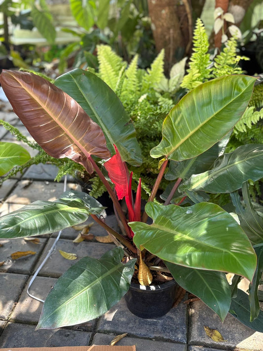 PHILODENDRON SUN RED XXL SIZE  INDOOR FOLIAGE PLANT