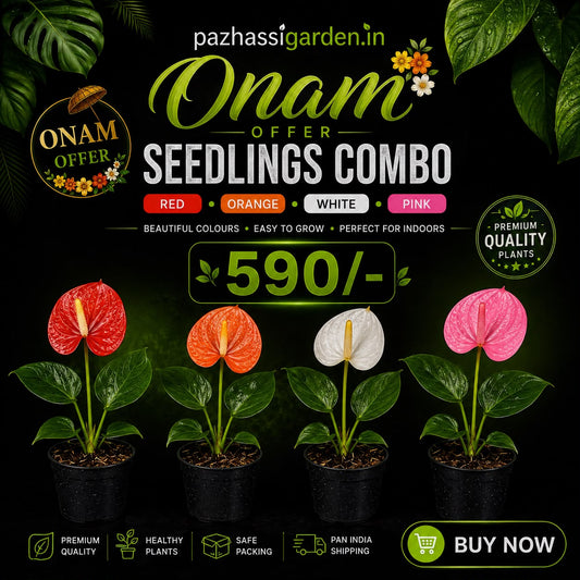 SEEDLING COMBO OF 4 FLOWERING ANTHURIUMS IN PAPER BAG 590/- ONAM OFFER