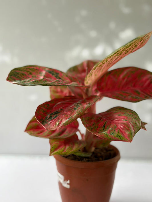 AGLONEMA WULANDARY IN 5" POT