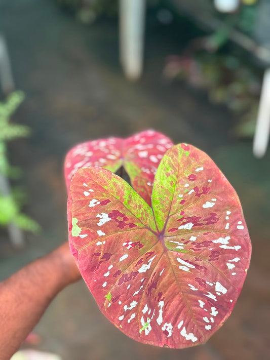 imported Thai Dwarf Caladium bulb propagated matured plant in 3" pot no 9
