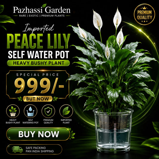 IMPORTED PEACELILLY BUSHY PLANT IN SELF WATER POT  WITH FLOWERS