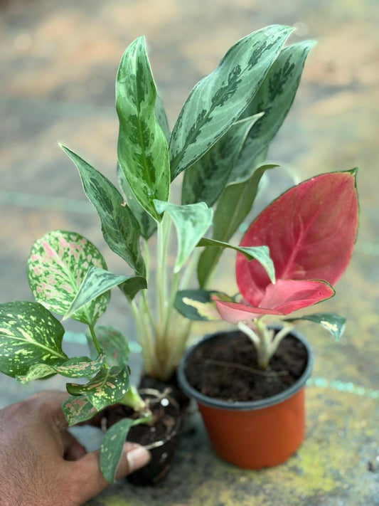 3 AGLONEMA COMBO 444/- ( THAILAND SUPER RED,WHITE STEM,PINK)