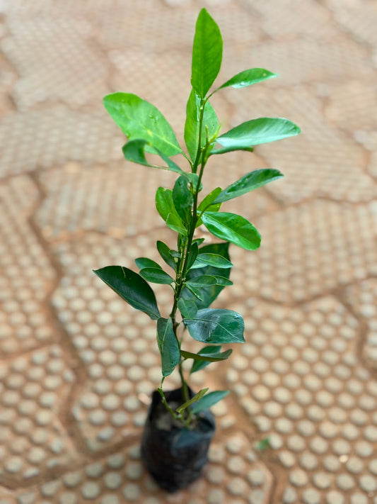EXOTIC FRUITS PLANT COMBO JABOTICA + BUSH ORANGE IN POLY BAG
