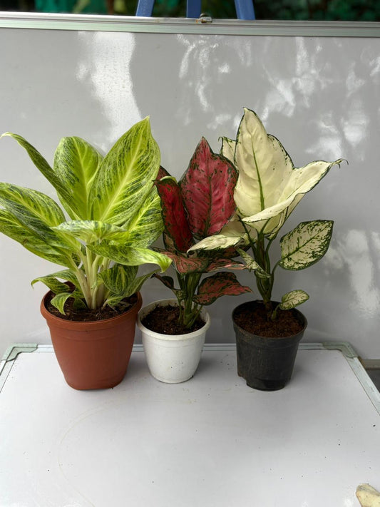COMBO OF 3 AGLONIMA 1280 RAYAN GOLD,SUPERWHITE,RED BUETY IN 5 " POT