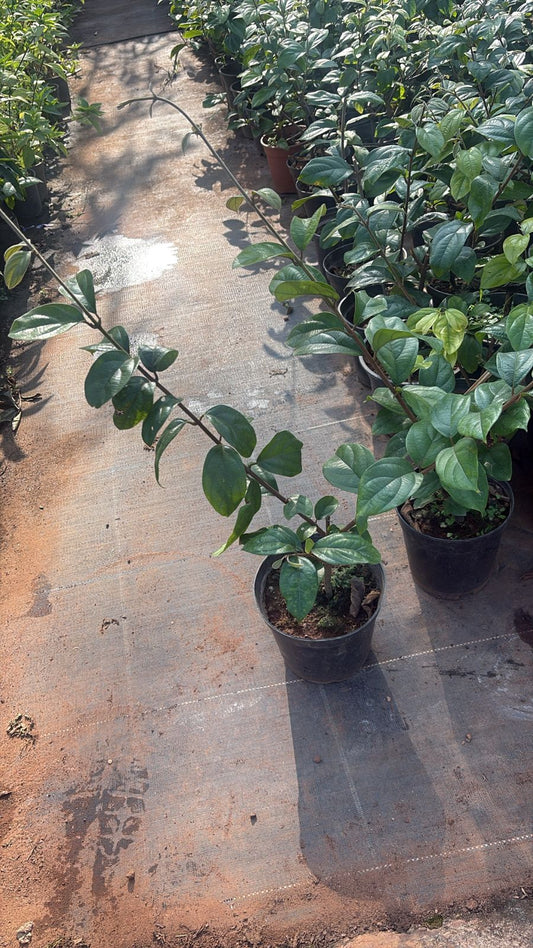 Congea Tomentosa MATURED PLANT IN 4" POT