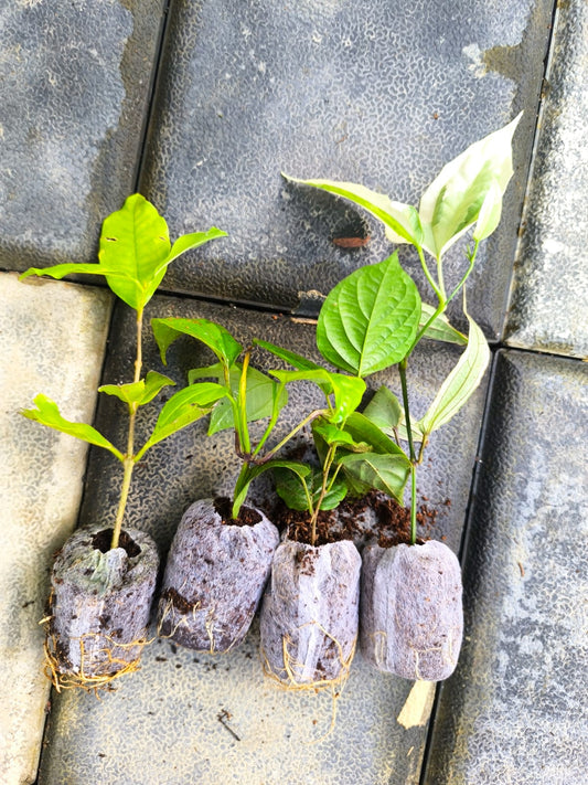 FLOWERING SUPER COMBO 349/-  MANIMULLA,PETRIA WHITE,THUNBERGIA VERIGATED,THNBERGIA NORMAL IN JIFFY BAG