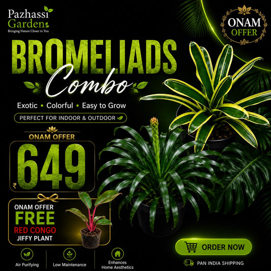 COMBO OF 2 BROMELIADS IN POT  ONAM COMBO 649/-