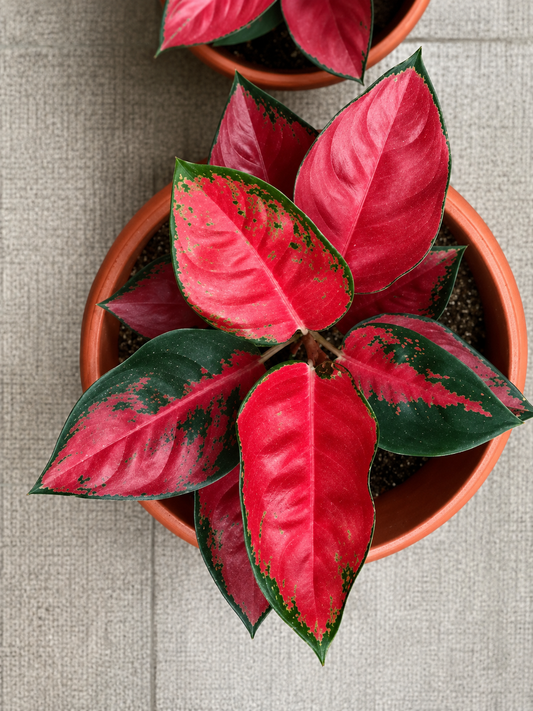 AGLONEMA THAILAND RED IN 3" POT