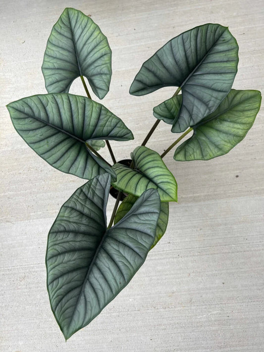 Alocasia NEBULA sprouted bulb in jiffy bag