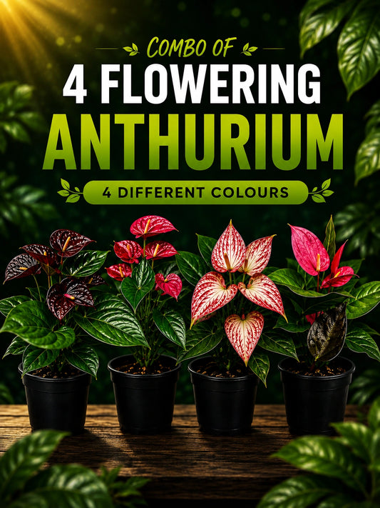 4 FLOWERING ANTHURIUMS WITH FLOWERS (CHOLCLET ,PINK,LILLY RED,MIXED COLOUR) ) ONAM OFFER