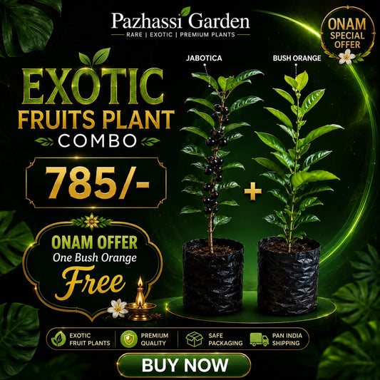 EXOTIC FRUITS PLANT COMBO JABOTICA + BUSH ORANGE IN POLY BAG