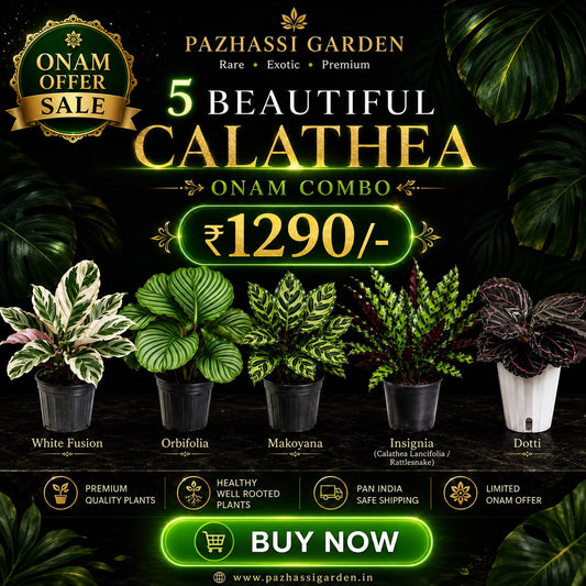 COMBO OF 5 CALATHEA ONAM COMBO